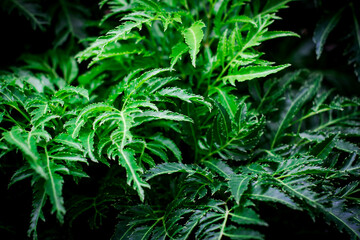 close up of green fern