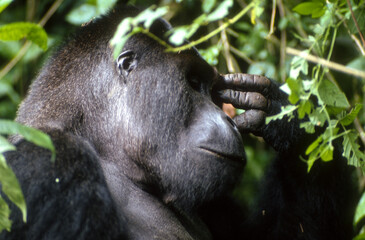 Gorille des montagnes, Gorilla beringei beringei, République démocratique du Congo