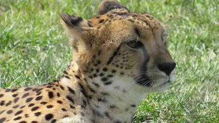 portrait of a cheetah