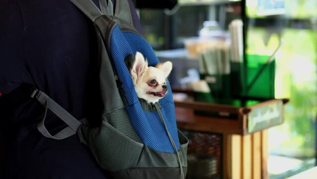 Dog in a bag, Little lovely dog in the dark blue bag of traveller, sunny day, Little white dog in travel bag, The concept of traveling with Pets