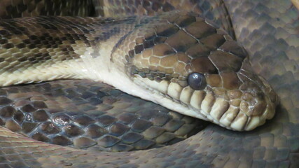 close up of a snake