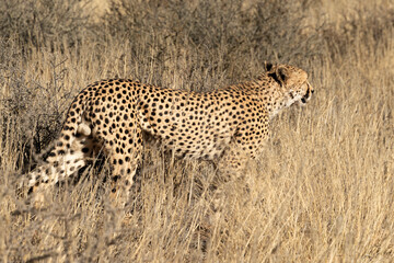 Fototapeta na wymiar Guépard, cheetah, Acinonyx jubatus, Guépard, cheetah, Acinonyx jubatus, Parc national du Kalahari, Afrique du Sud