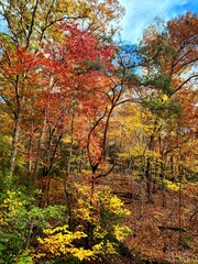 autumn in the woods