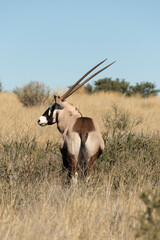 oryx gazelle, gemsbok, Oryx gazella, Parc national Kalahari, Afrique du Sud