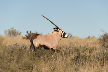 oryx gazelle, gemsbok, Oryx gazella, Parc national Kalahari, Afrique du Sud