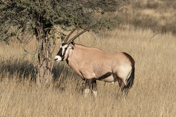 oryx gazelle, gemsbok, Oryx gazella, Parc national Kalahari, Afrique du Sud
