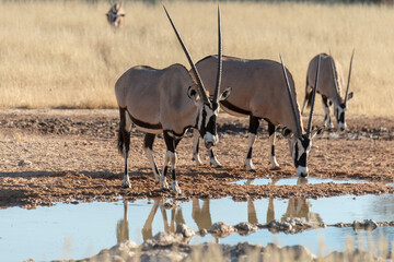 oryx gazelle, gemsbok, Oryx gazella, Parc national Kalahari, Afrique du Sud