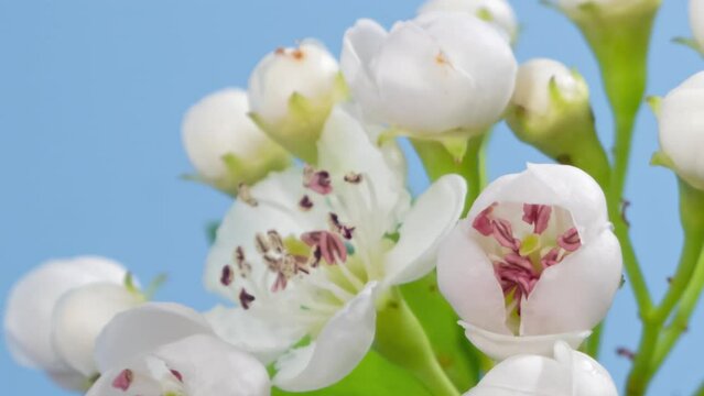 Hawthorn blossom macro timelapse on blue