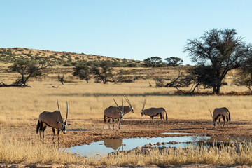 oryx gazelle, gemsbok, Oryx gazella, Parc national Kalahari, Afrique du Sud