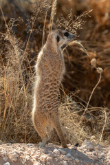 Suricate, Suricate, meerkat, Suricata suricatta, Parc national Kalahari, Afrique du Sud