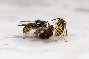 Vespula vulgaris - Common Wasp - Guêpe commune