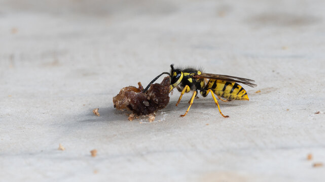 Vespula vulgaris - Common Wasp - Gu&ecirc;pe commune