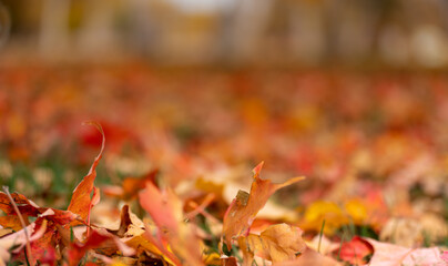 Autumn leaves blurred background
