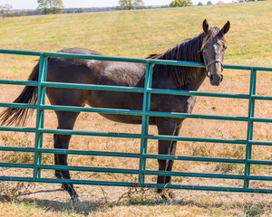 A bay Thoroughbred filly standing behind a green metal gate in a large pasture.