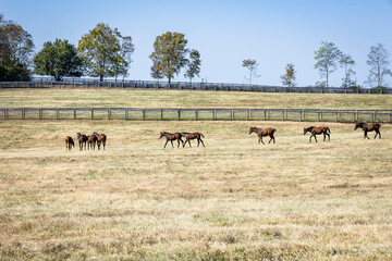 Obraz premium A herd of weanling Thoroughbred foals walking across a large dry pasture during a drought.