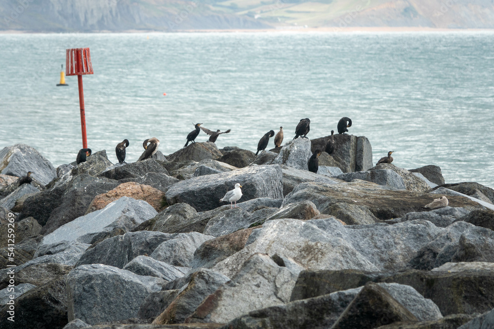 Poster a flight of cormorants on rocks with the sea in the background