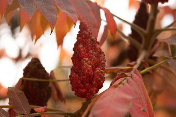 A vibrant red plant and leaves 