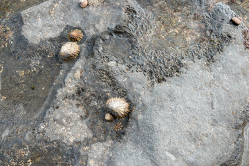 Limpets aquatic snails attached to a rock