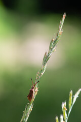 Coreus marginatus, Dock Bug, Corée marginée