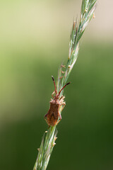 Coreus marginatus, Dock Bug, Corée marginée