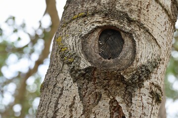 Detalle del tronco de un árbol que parece que tiene un gran ojo