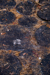 ripples in the water