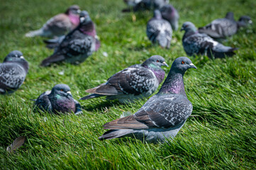 A flock of pigeons resting on grass, Sandown, Isle of Wight