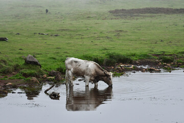 Kühe in nebliger Landschaft beim trinken 