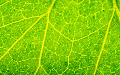 Texture d'une feuille d'arbre - motif - background naturel