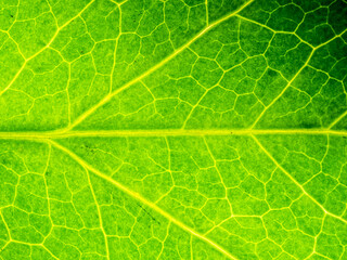 Texture d'une feuille d'arbre - motif - background naturel