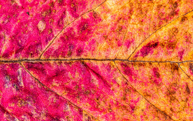 Fototapeta na wymiar Texture d'une feuille d'arbre - motif - background naturel