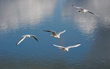 Closeup of four black-headed gulls (Chroicocephalus ridibundus) in flight (winter plumage) on the bottom of the blue sea 