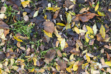 Leaves on the ground