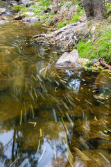 wild water stream in the Sierra de Guadarrama, Madrid,