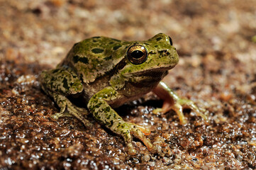 Sardinian tree frog, Tyrrhenian tree frog // Tyrrhenischer Laubfrosch (Hyla sarda) - Sardinia, Italy