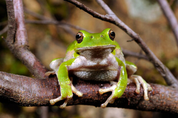 Sardinian tree frog, Tyrrhenian tree frog // Tyrrhenischer Laubfrosch (Hyla sarda) - Sardinia, Italy
