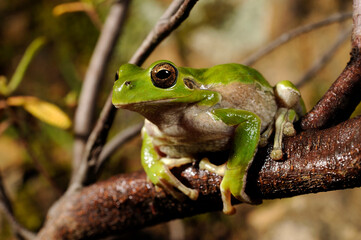 Tyrrhenischer Laubfrosch // Sardinian tree frog, Tyrrhenian tree frog (Hyla sarda) - Sardinien, Italien