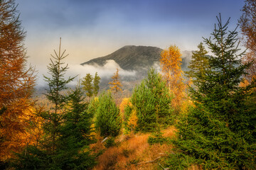 autumn landscape with yellow trees under the Tatras