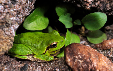 Sardinian tree frog, Tyrrhenian tree frog // Tyrrhenischer Laubfrosch (Hyla sarda) - Sardinia, Italy