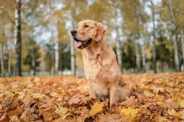 Portrait of a beautiful purebred golden retriever in the park in the fallen leaves.