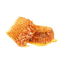 Watercolor honeycombs isolated.