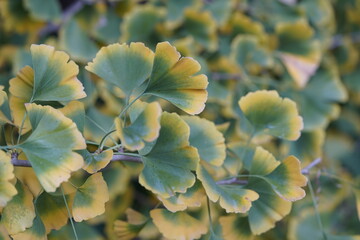 Ginkgo biloba, known as ginkgo, also spelled gingko or as the maidenhair tree. Ginkgoaceae family 