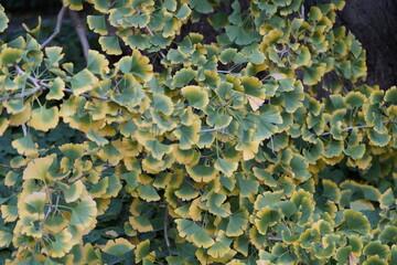 Ginkgo biloba, known as ginkgo, also spelled gingko or as the maidenhair tree. Ginkgoaceae family 