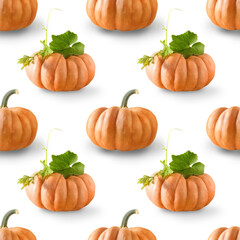 Seamless pattern of pumpkins on white background. Autumn harvest eco concept.