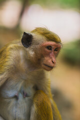 Monkey on the island of Sri Lanka in the wild
