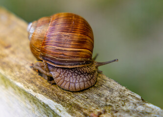 Roman snail - latin Helix pomatia - known as Burgundy snail or escargot in Palace Park during summer season in Rozalin village in Mazovia region of Poland