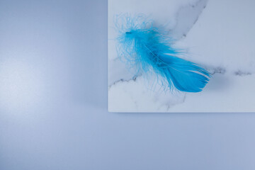 fluffy light blue feathers lie on a light white surface. for labels, announcements, flyers, business cards, banners