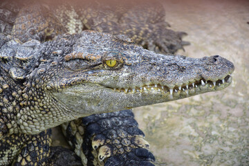 crocodile in a farm