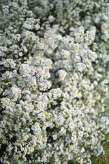 Wedding Decoration White and purple Flower, Fairytales with Nightsky stars outdoors. Elegance and natural grass.