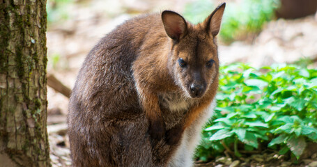 Close-up of a wallaby, kangaroo (Macropus) - obrazy, fototapety, plakaty